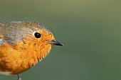 European robin Erithacus rubecula adult bird head portrait, Suffolk, England, UK, April