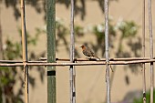 Robin Erithacus rubecula adult bird on bamboo canes in a garden, Pembrokeshire, Wales, UK, May