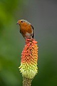 European robin Erithacus rubecula adult bird on a Red-hot poker Kniphofia spp flower spike, Suffolk, England, UK, June