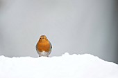 Robin Erithacus rubecula adult bird on a snow covered garden lawn, Suffolk, England, UK, February