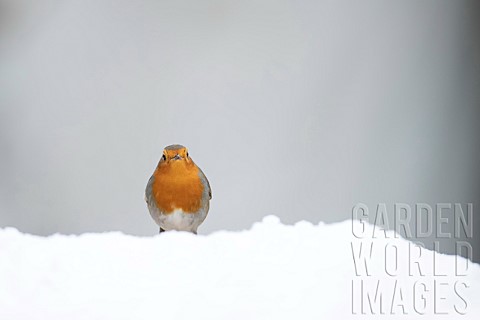 Robin_Erithacus_rubecula_adult_bird_on_a_snow_covered_garden_lawn_Suffolk_England_UK_February