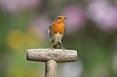 European robin Erithacus rubecula adult bird on a garden fork handle, Suffolk, England, UK, September