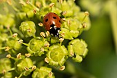 Seven-spot ladybird Coccinella septempunctata adult on an Ivy Hedera helix flower, Suffolk, England, UK, September