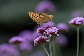 Silver-washed fritillary butterfly Argynnis paphia adult feeding on a garden Vervain Verbena officinalis flower, Suffolk, England, UK, August