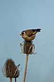 GOLDFINCH PERCHED ON DIPSACUS FULLONUM