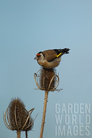 GOLDFINCH_PERCHED_ON_DIPSACUS_FULLONUM