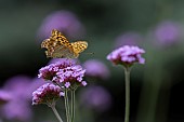 Silver-washed fritillary butterfly Argynnis paphia adult feeding on a garden Vervain Verbena officinalis flower, Suffolk, England, UK, August