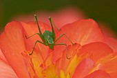 Speckled bush cricket Leptophyes punctatissima adult on a garden Begonia flower, Suffolk, England, UK, August