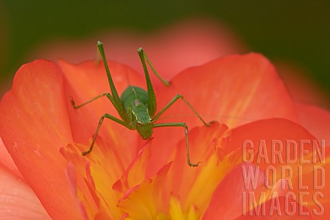 Speckled_bush_cricket_Leptophyes_punctatissima_adult_on_a_garden_Begonia_flower_Suffolk_England_UK_A