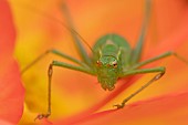 Speckled bush cricket Leptophyes punctatissima adult on a garden Begonia flower, Suffolk, England, UK, August