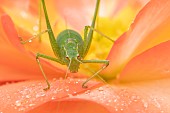 Speckled bush cricket Leptophyes punctatissima adult on a garden Begonia flower, Suffolk, England, UK, August