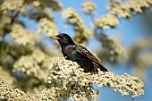 Common starling Sturnus vulgaris adult bird on a flowering Pyracantha bush, Suffolk, England, UK, June