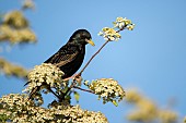 Common starling Sturnus vulgaris adult bird on a flowering Pyracantha bush, Suffolk, England, UK, June