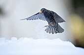 Common starling Sturnus vulgaris adult bird flying in a snow covered garden, Suffolk, England, UK, February