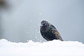 Common starling Sturnus vulgaris adult bird in a snow covered garden, Suffolk, England, UK, February