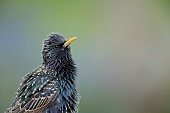 Common starling Sturnus vulgaris adult bird, Suffolk, England, UK, May