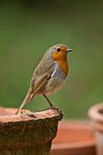 ROBIN ON A PLANT POT