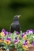 Common starling Sturnus vulgaris adult bird on garden plant pot with flowering pansies, Suffolk, England, UK, May