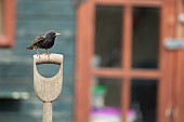 Common starling Sturnus vulgaris adult bird on a garden fork handle, Suffolk, England, UK, May