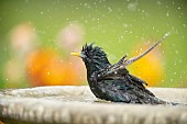 Common starling Sturnus vulgaris adult bird in a garden bird bath, Suffolk, England, UK, April