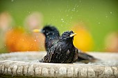 Common starling Sturnus vulgaris adult bird in a garden bird bath, Suffolk, England, UK, April