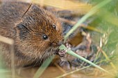 Water vole Arvicola amphibius adult feeding on a reed stem, Suffolk, England, UK, September