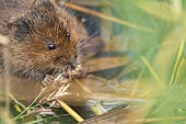 Water vole Arvicola amphibius adult feeding on a reed stem, Suffolk, England, UK, September