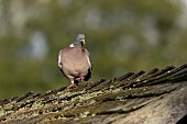 Wood pigeon Columba palumbus adult bird walking on a garden shed roof, Suffolk, England, UK, August