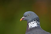 Wood pigeon Columba palumbus adult bird head portrait, Suffolk, England, UK, August