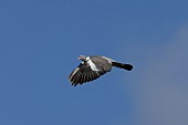 Wood pigeon Columba palumbus adult bird in flight, Suffolk, England, UK, August