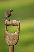 ROBIN PERCHED ON A FORK HANDLE