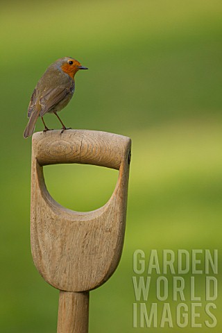 ROBIN_PERCHED_ON_A_FORK_HANDLE