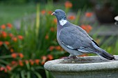 Wood pigeon Columba palumbus adult bird on a garden bird bath, Suffolk, England, UK, August