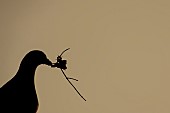 Wood pigeon Columba palumbus adult bird carrying nesting material in its beak at sunrise, Suffolk, England, UK, August