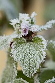 Red dead nettle Lamium purpureum flower and leaves covered in hoar frost, Suffolk, England, UK