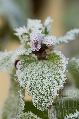 Red_dead_nettle_Lamium_purpureum_flower_and_leaves_covered_in_hoar_frost_Suffolk_England_UK