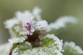 Red dead nettle Lamium purpureum flower and leaves covered in hoar frost, Suffolk, England, UK