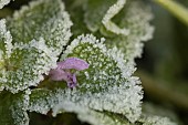 Red dead nettle Lamium purpureum flower and leaves covered in hoar frost, Suffolk, England, UK