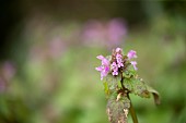 Red dead nettle Lamium purpureum flowering plant, Suffolk, England, UK