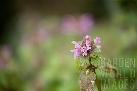 Red_dead_nettle_Lamium_purpureum_flowering_plant_Suffolk_England_UK