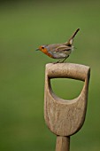 ROBIN PERCHED ON A FORK HANDLE