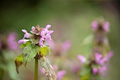 Red dead nettle Lamium purpureum flowering plant, Suffolk, England, UK