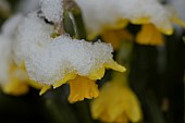 Daffodil Narcissus spp flower covered in snow, Suffolk, England, UK