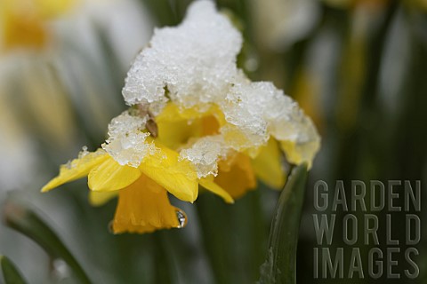 Daffodil_Narcissus_spp_flower_covered_in_snow_Suffolk_England_UK