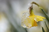 Daffodil Narcissus spp flower covered in snow, Suffolk, England, UK