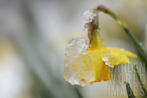 Daffodil_Narcissus_spp_flower_covered_in_snow_Suffolk_England_UK