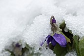 Common dog violet Viola riviniana flower covered with snow, Suffolk, England, UK.