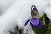 Common dog violet Viola riviniana flower covered with snow, Suffolk, England, UK.