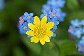 Lesser celandine Ficaria verna and Forget-me-not Myosotis sylvatica flowers, Suffolk, England, UK.