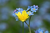 Lesser celandine Ficaria verna and Forget-me-not Myosotis sylvatica flowers, Suffolk, England, UK.